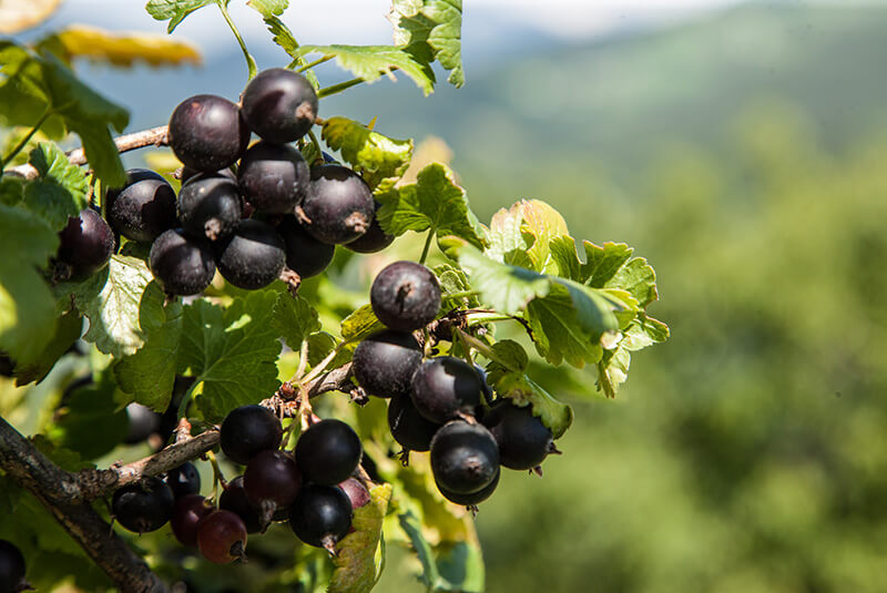 Beeren aus dem Garten