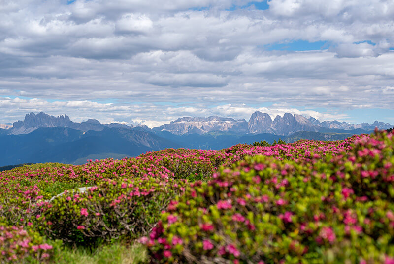Our alpine hut at the Villandro Alpe